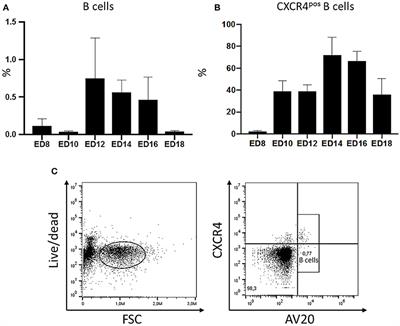 Blocking of the CXCR4-CXCL12 Interaction Inhibits the Migration of Chicken B Cells Into the Bursa of Fabricius